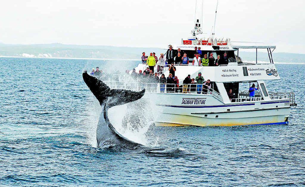 Under the new legislation, no more permits would be granted to run whale-watching businesses and operators no longer would be able to interrupt the northern migration in open ocean. Under the new legislation, no more permits would be granted to run whale-watching businesses and operators no longer would be able to interrupt the northern migration in open ocean.
